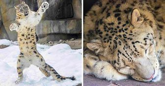 38 Fotos de leopardos que pueden hacernos olvidar su lado depredador y despertarnos mucha ternura