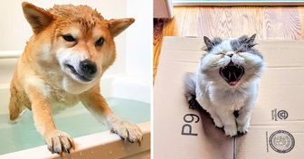 20 Animales cuyas emociones son más elocuentes que cualquier palabra