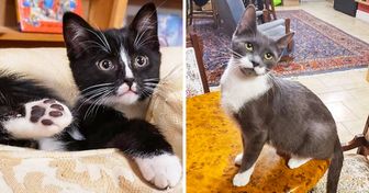 Conoce la librería donde conviven adorables gatitos que los clientes pueden adoptar