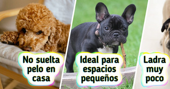 10 Perros perfectos si buscas compañía... pero no tanto trabajo