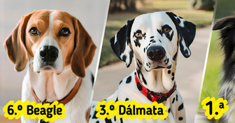 8 Razas de perros que no son adecuadas para dueños principiantes