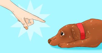 Cosas perjudiciales que puedes estar haciéndole a tu perro sin siquiera darte cuenta