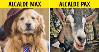 10 Mascotas que fueron alcaldes de sus ciudades y que con su ternura ganarían cualquier elección