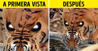15+ Fotos que pueden confundir a cualquiera a primera vista