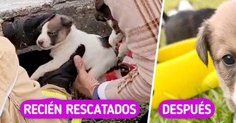El emotivo rescate de una perrita que cuidaba a sus crías bajo tierra tocó miles de corazones