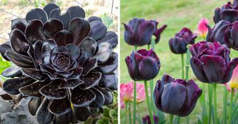 12 Plantas y flores de colores oscuros que podrías agregar a tu jardín