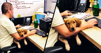 Los empleados de Amazon llevan a sus perros al trabajo todos los días. Siempre son bienvenidos, y no se trata solo del amor por los animales, sino de algo más importante