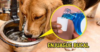 7 Maneras de cuidar la salud bucal de tus mascotas y evitar el mal aliento