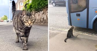 Este es George, un gato escocés que viaja sin compañía por diferentes sitios, cautivando a sus fanáticos con sus aventuras