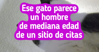 19 Gatos que viven cada día como una montaña rusa emocional