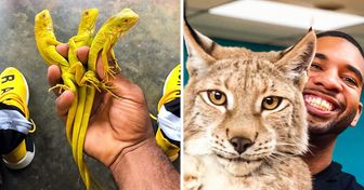 22 Fotos aburridas y nada espectaculares de la vida de un especialista en animales exóticos