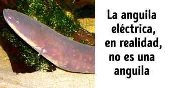 9 Curiosidades sobre la anguila eléctrica, uno de los animales más peligrosos y enigmáticos del planeta