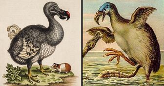 Las 12 aves prehistóricas más grandes que han existido