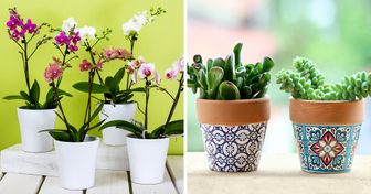 13 Plantas decorativas para el interior del hogar que son muy fáciles de cuidar