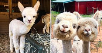 30+ Fotos que prueban que las alpacas son la cura perfecta para un mal día
