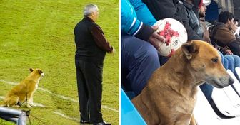 En todos los partidos de un club paraguayo de fútbol se puede ver un perro, y hay una conmovedora razón