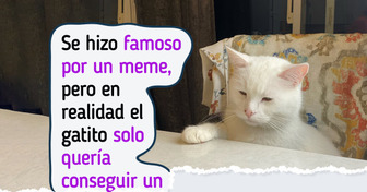 12 Mascotas que posaron para una cámara y ganaron el estrellato para sus humanos