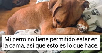 18 Vistas graciosas con las que la gente se enfrentó al despertar gracias a sus peculiares mascotas