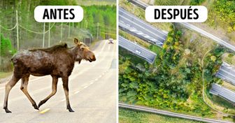 Algunos países construyen cruces de vida silvestre sobre carreteras y son tan efectivos que los necesitamos en todas partes