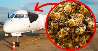 Las abejas acechan en los aeropuertos, pero hallaron una solución inusual