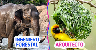 10 Animales que nos demuestran que los trabajos no son solo de humanos