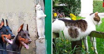 31 Fotos que demuestran que los gatos son criaturas divertidísimas