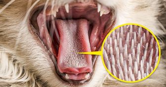 Por qué los gatos tienen la lengua tan áspera