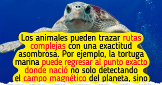 La ciencia explica cómo es que hacen los animales para no perderse