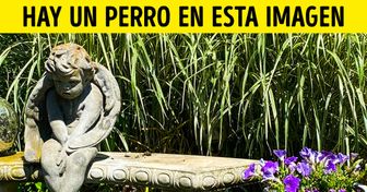 Test: Encuentra a los animales que se perdieron en estas 13 imágenes como una aguja en un pajar