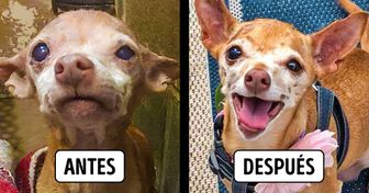 15 Animales de refugio que cambiaron por completo después de ser adoptados