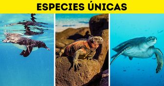 12 Razones por las que las Galápagos son consideradas las Islas Encantadas