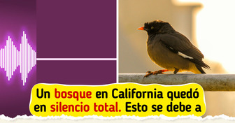 9 Verdades que el silencio de las aves revela sobre el planeta y nuestra humanidad
