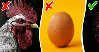 Científicos finalmente revelan una sorprendente respuesta al dilema del “huevo o la gallina”