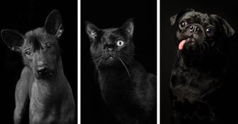 Fotógrafa descubrió que los animales negros casi no son adoptados y decidió crear hermosos retratos de ellos para que encuentren una familia