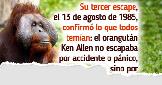 Ken Allen, el orangután que escapaba de su recinto en el zoo de maneras tan ingeniosas que dejaba a todos boquiabiertos