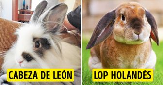 20 Fotos de distintas razas de conejos, de las cuales no podemos elegir la más linda