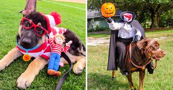 15 Ideas de disfraces para que tu mascota pase un Halloween inolvidable