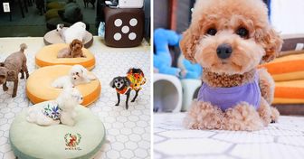 22 Fotos de una guardería de perritos en Corea del Sur que está cautivando a todos