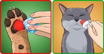 Las mascotas también pueden sufrir quemaduras, estos trucos te ayudarán a prevenir y curarlas