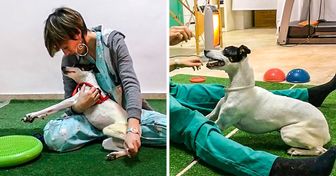 Esta veterinaria le devolvió la alegría a esta perrita tetrapléjica, haciéndola caminar con ayuda de terapias
