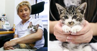 Una compañía japonesa adopta gatos abandonados para reducir el estrés laboral, y la idea es un sueño hecho realidad