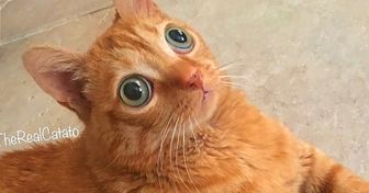 14 Fotos de Potato, un peculiar felino de enormes ojos verdes que ha cautivado a los usuarios de las redes