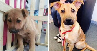 15 Animales antes y después de ser adoptados
