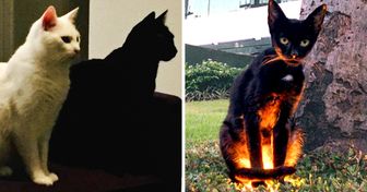 15 Fotos que demuestran que la vida es más interesante cuando hay un gato negro en la familia