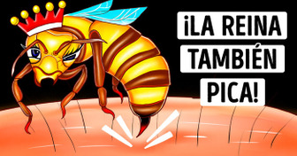 ¿Son más peligrosas las picaduras de la abeja reina? (Lo hemos descubierto)