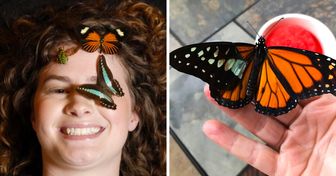 Una mujer estadounidense hace increíbles trasplantes de alas en mariposas lastimadas y a punto de ser sacrificadas