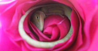 Una lagartija se quedó dormida dentro de una rosa: estas imágenes harán que tu día florezca con ternura