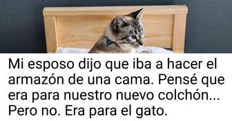 17 Adorables mascotas que derrochan estilo, comodidad y privilegios
