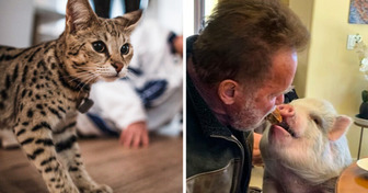 8 Animales tan raros como adorables que algunos ya llaman “mascotas”