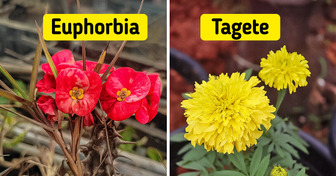 7 Plantas que además de verse bien mantendrán a las palomas lejos de tu hogar